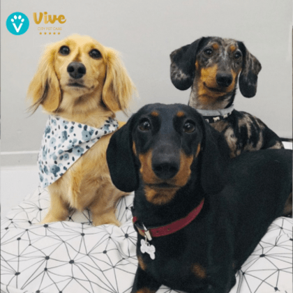 Vive Pets (Bº Chamberí) Hotel 24h, guardería y peluquería canina