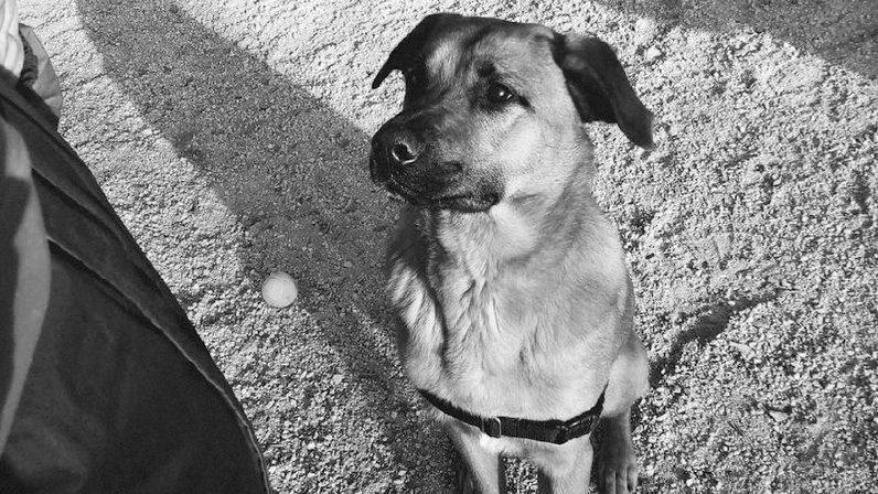 EntreAnimales