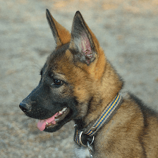 Centro Canino CCAM99