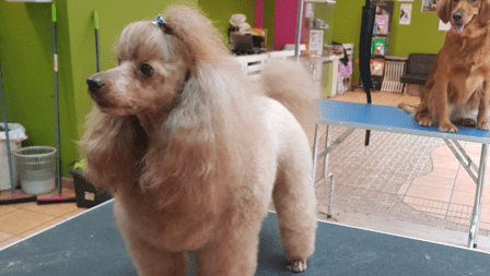 Peluquería Canina Scooby Dog Villanueva Del Pardillo