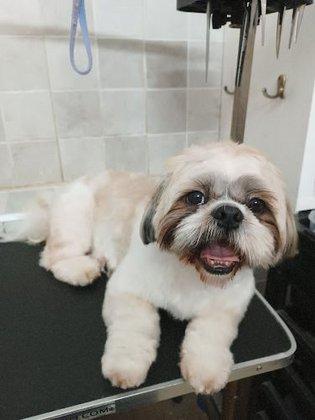 SENDA Peluquería y Tienda Canina - Felina (Gatos sin sedación)
