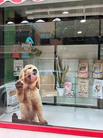 Antojitos Caninos Y Más