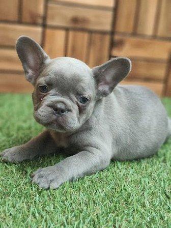 Cachorros de Bogdana