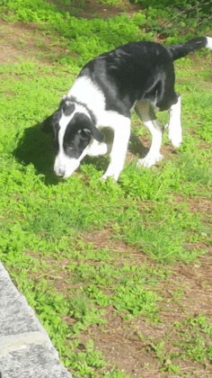 Kissy Veterinary Center