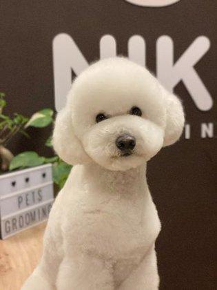 Peluquería Canina Niki Grooming