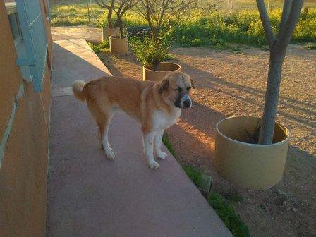 Residencia Canina Canela de Sta Ana