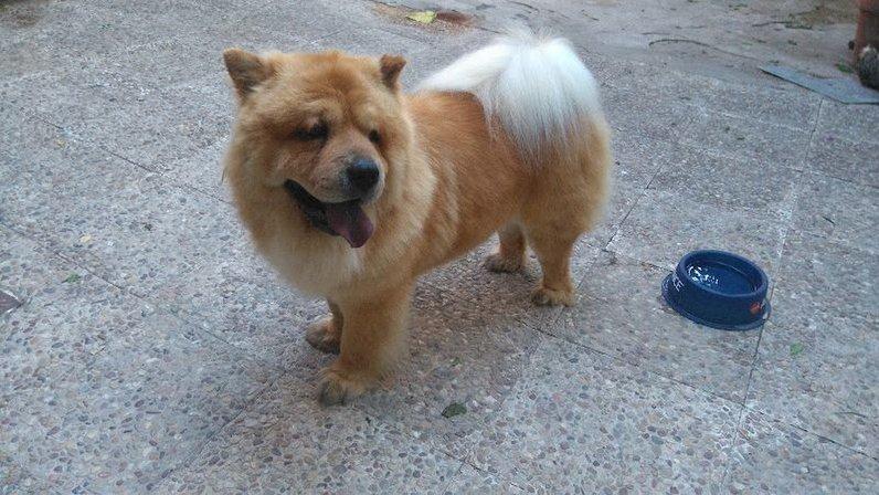 CUKITOS Peluqueria canina,tienda y floristeria