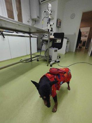 Centro Oftalmológico Veterinario