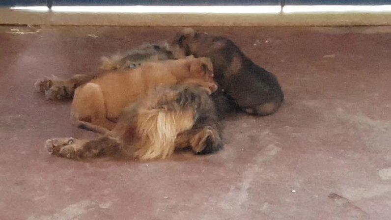 Amanecdr Animal