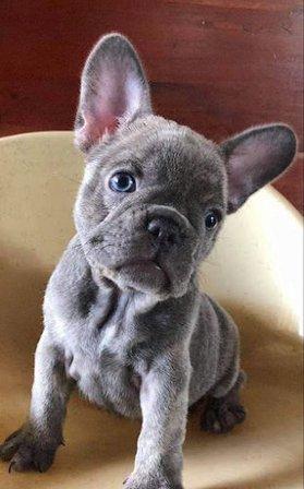 Belleza Bulldogs