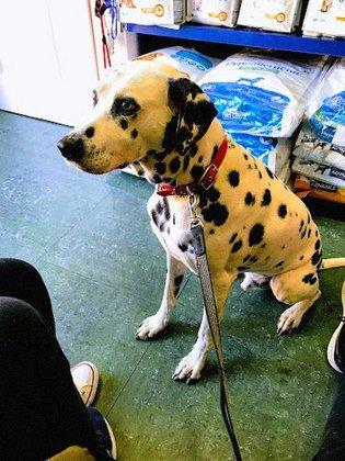 Green Dog Veterinary Center