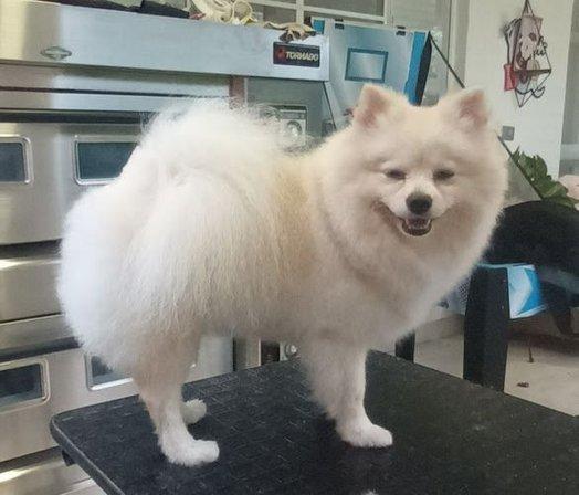 Peluquero Canino juan Valero