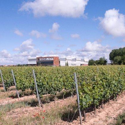 Martín Berdugo Winery and Vineyards