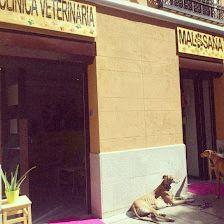 Malasaña Veterinary Clinic