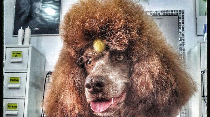 Sandra Dog Grooming