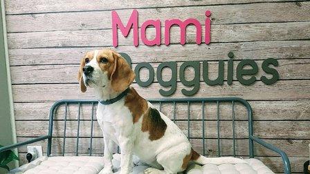 Guardería canina en Madrid | Mami Dogguies 🐾