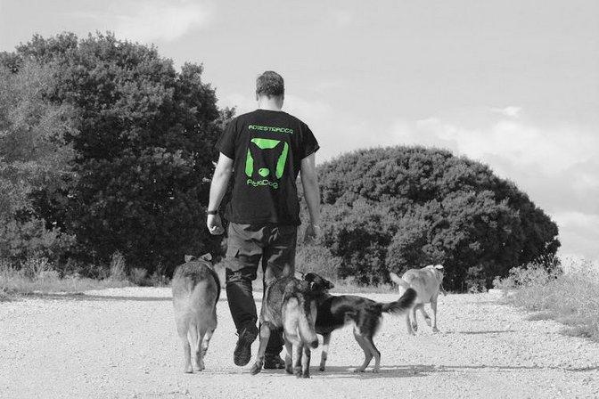 AyaDog
