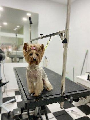 Fieras & Tijeras - Peluqueria canina