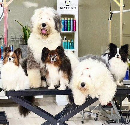 PapillonMadrid peluqueria canina