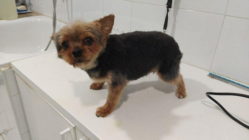Clínica Veterinaria La Iglesia, El Barraco