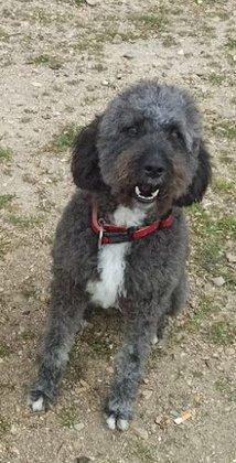 Peluquería Canina Marisa