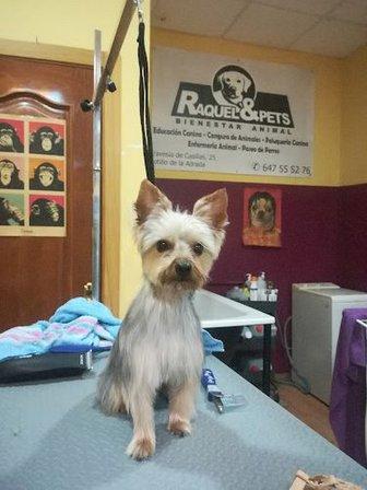 Raquel&Pets Peluquería Canina