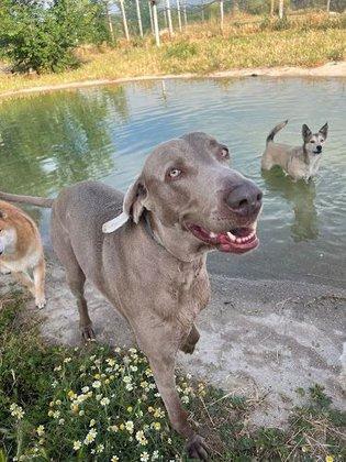 KALMA Residencia Animal