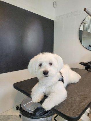 PELUQUERÍA CANINA EN LAS ROZAS | KLEIN