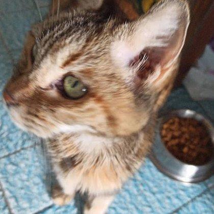 CUIDO tu GATO