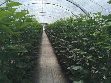 Viveros Plantberrys