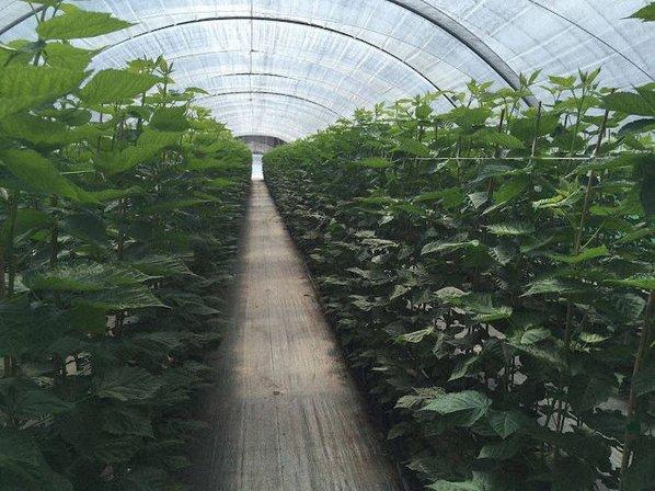 Viveros Plantberrys