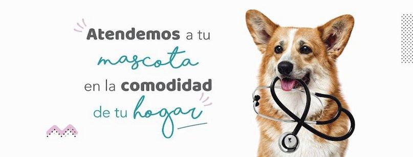 Vet2Go Veterinario a domicilio en Madrid