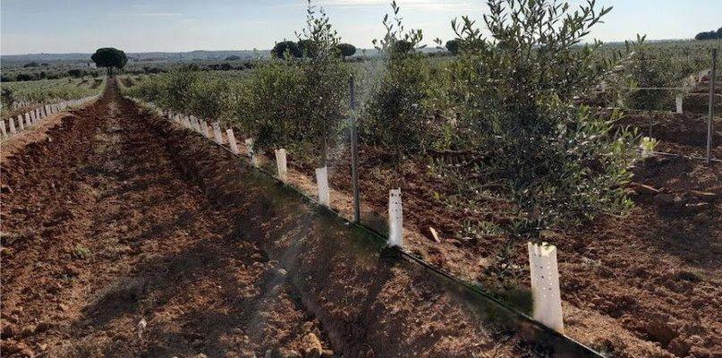Consultoría Agrícola Toledo | AGR - De Prado