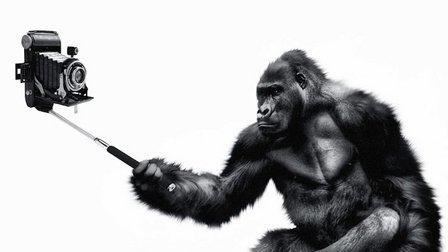 Monkey Minds SL