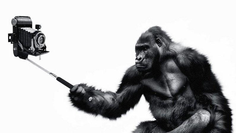 Monkey Minds SL