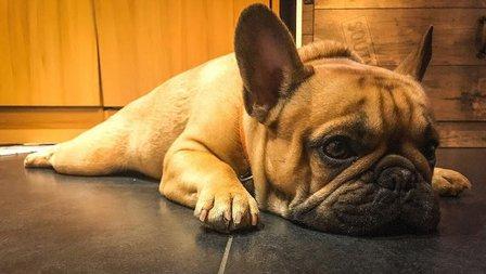 Tempo de Valiva, Cría Y Selección Del Bulldogs Francés