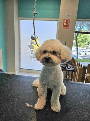 VICHEN - Guarderia, peluqueria y adiestramiento canino