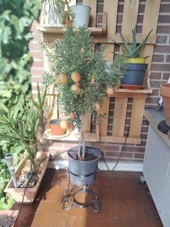 Viveros La Huerta