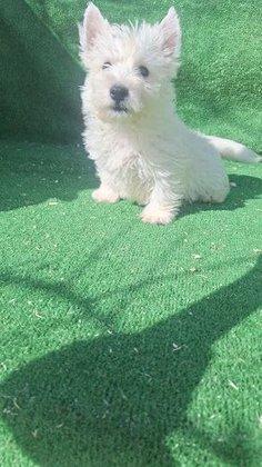 Criadero Canino Patitas