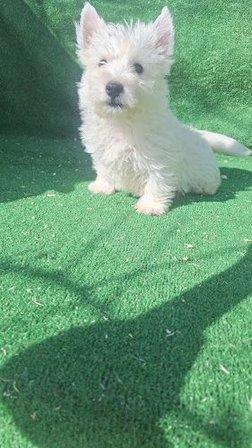 Criadero Canino Patitas