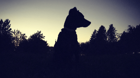 ORIGEN CANINO - Drones y perros