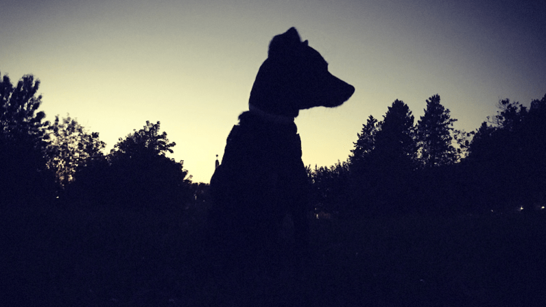 ORIGEN CANINO - Drones y perros