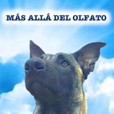 Más allá del olfato