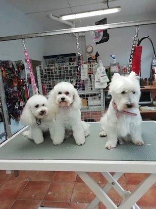 Peluquería Canina RM