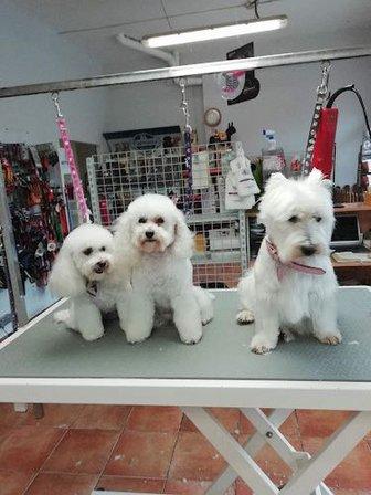 Peluquería Canina RM