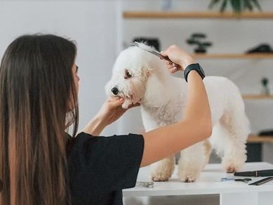 PERRITOS ENCANTADOS