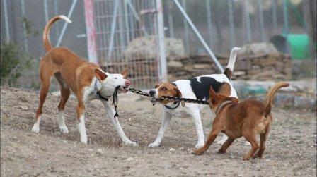Territorio Canino