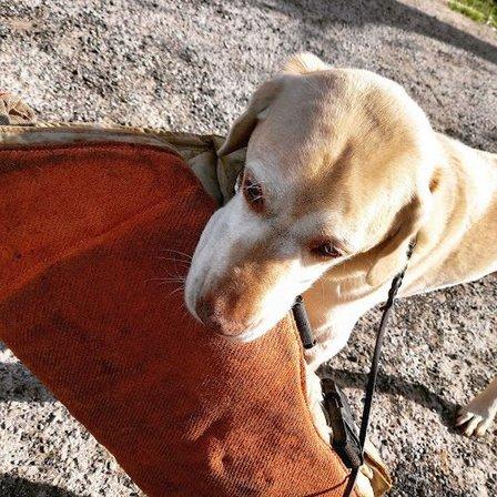 Club Canino Los Medias Rojas