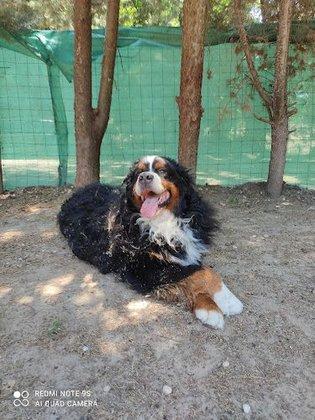 ALMACAN Residencia Canina