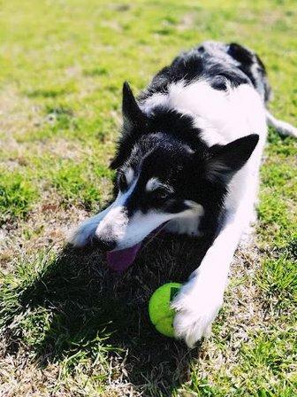 Green Dog